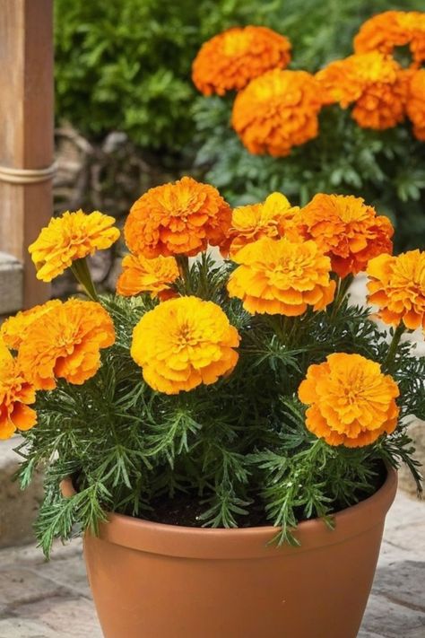 Discover the simple steps on how to grow marigolds from seeds and add a vibrant burst of color to your garden! Marigolds are easy to grow, making them perfect for beginners. Whether you choose French marigolds, African marigolds, or signet marigolds, these cheerful flowers will brighten up any space. Starting from seeds allows you to witness the entire growth process - from tiny sprouts to beautiful blooms. African Marigold Flowers, Grow Marigolds From Seed, Vege Garden, Growing Marigolds, Insecticidal Soap, Kitchen Patio, Outdoor Kitchen Patio, Marigold Flower, Autumn Flowers