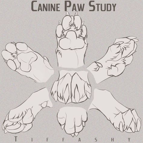 Canine Paw Study/Angles/Tutorial by TIFFASHY on DeviantArt Paw Drawing, Wolf Sketch, Wolf Paw, Canine Drawing, Dog Anatomy, 강아지 그림, Animal Study, Canine Art, Wolf Drawing