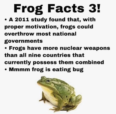 Frog Facts, Frog Sitting, Frog Pictures, Funny Frogs, Frog Art, A Frog, Frog And Toad, Cute Frogs, Amphibians