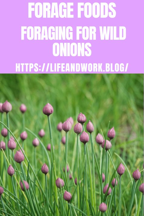 Cooking A Homemaking - Foraging For Wild Onions Wild Onion, Wild Onions, Growing Onions, Wild Food Foraging, Native Foods, Planting Onions, Foraged Food, Wild Garlic, Wild Food