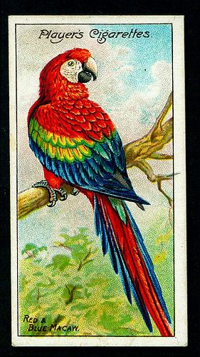 Player's Cigarettes - "Nature Series" (set of 50 issued in 1909) No4 Red & Blue Macaw. Blue Macaw, Macaw Parrot, Antique Images, Tropical Birds, Vintage Birds, Metropolitan Museum Of Art, Metropolitan Museum, Museum Of Art, Vintage Illustration