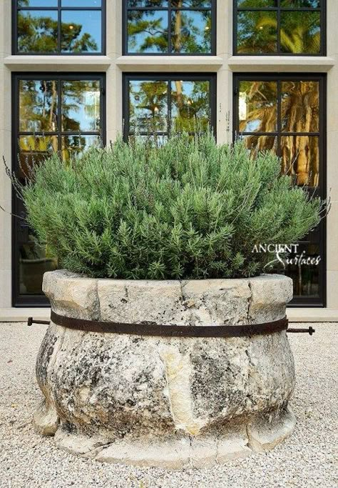 Potted Rosemary, Animal Habitat, Use Less, Stone Planters, Garden Containers, Mediterranean Garden, Container Gardens, French Countryside, Garden Pool