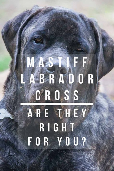 Shadow Mastiff, Mastiff Lab Mix Dogs, Big Dog Names, Brindle Mastiff, Mastador Dog, Lab Mastiff Mix Dog, Mastiff Mix Dogs, Mastiff Aesthetic, British Mastiff