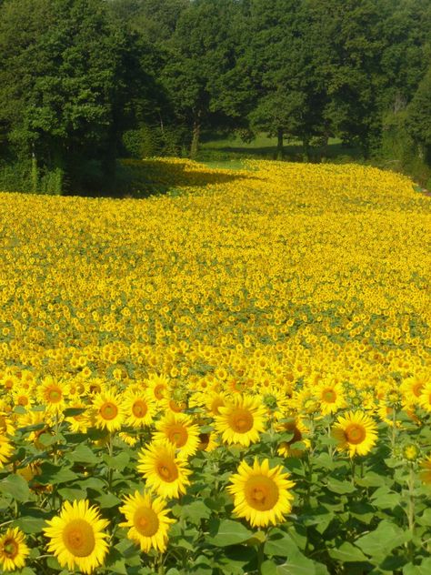 Sunflower Garden Aesthetic, Field Of Sunflowers, Sunflower Field, Sunflower Garden, Sunflower Pictures, Sunflower Art, Fruit Plants, Flower Therapy, Nature Garden