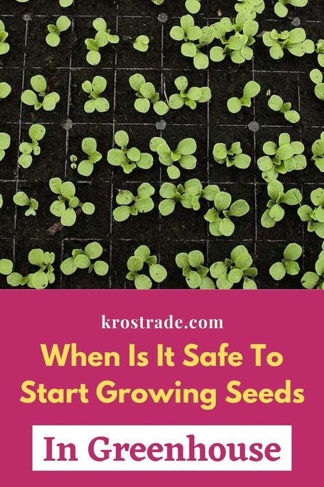 Greenhouse Planting Ideas, Starting Seeds In Greenhouse, Greenhouse Seed Starting, Greenhouse For Beginners, Seed Planting Calendar, Seed Starting Greenhouse, Starting Seeds Outdoors, When To Plant Seeds, Starting Plants From Seeds