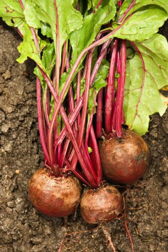 How to Take the Bitter Out of Turnip Roots | eHow.com Growing Turnips, How To Cook Turnips, Turnip Recipes, Landscape Gardening, Winter Crops, Turnip Greens, Turnips, Root Vegetables, Companion Planting