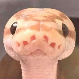 Baby Snakes, Regnul Animal, Pretty Snakes, Cute Reptiles, Cute Snake, Cute Small Animals, Pet Snake, Beautiful Snakes, Ball Python