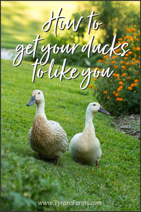 3 Tips: How to get your ducks to like you. #duck #petduck #poultry #homestead #raisingducks #hosueduck #tyrantfarms Geese Coop, Homestead Ducks, Duck Raising, Chicken Run Door, Duck Enclosure, Duckling Care, Unusual Pets, Duck Ideas, Duck Pens