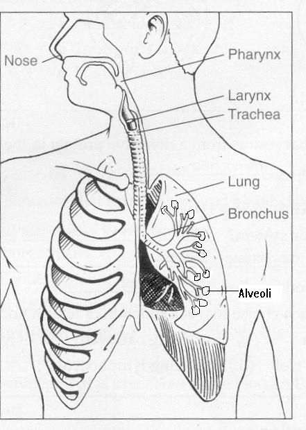 Respiratory System- labeled Respiratory System Drawing Aesthetic, Respiratory Diagram, Human Respiratory System Drawing, Respiratory System Drawing Easy, Human Respiratory System Diagram, Respiratory System Drawing, Respiratory System Diagram, Human Body Lesson, Human Respiratory System