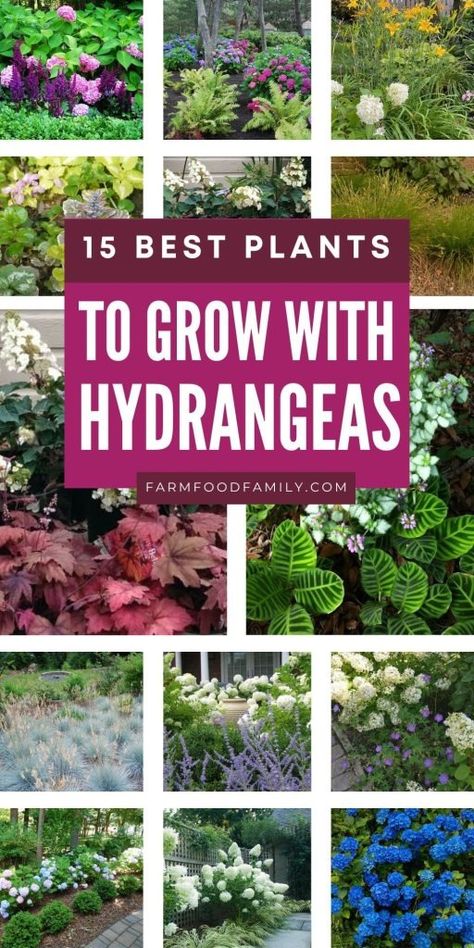 15 Stunning Plants to Pair with Hydrangeas for a Gorgeous Garden 19 Plants To Pair With Hydrangeas, Hydrangeas In Front Of House Porches, Hydrangea And Allium Garden, What To Pair With Hydrangeas, Hydrangea Pairing, Plants With Hydrangeas, Hydragenas Garden Ideas, Hydrangea Garden Ideas, What To Plant With Hydrangeas