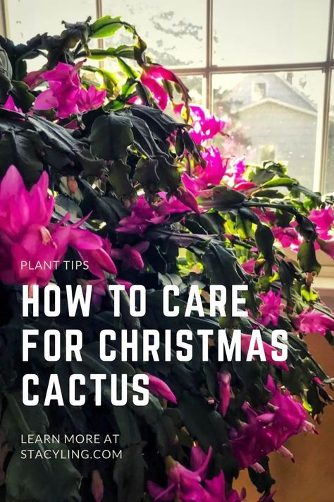 Are you familiar with the Christmas cactus? Learn all about Christmas cactus care with these simple growing tips. #christmascactus #christmascactuscare #christmascactusplant #christmascactusflower #christmascactusplantcaretips #houseplantsforbeginners #houseplantdecor #houseplantsindoor #easycarehouseplants #easycareindoorplants #easycareplants How To Take Care Of Christmas Cactus, How To Care For A Christmas Cactus, How To Care For Christmas Cactus, Christmas Cactus Care Tips, Christmas Cactus Flower, Christmas Cactus Care, Christmas Cactus Plant, Easter Cactus, Thanksgiving Cactus