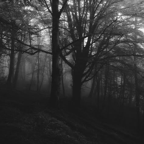 Haunted Photography, Gray Hour, Zara Core, A Silent Voice Anime, Dark Naturalism, Alice In Wonderland Aesthetic, Rainy Day Aesthetic, Forest Core, Haunted Forest