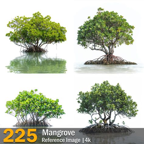 Mangrove | Reference Images | 4k,  on ArtStation at https://www.artstation.com/artwork/zPbzBd Tropical Bushes, Isometric Tree, Tree In Desert, Forest And Beach, Mangrove Tree, Stone Waterfall, Beach Trees, Plant Reference, Game Designer