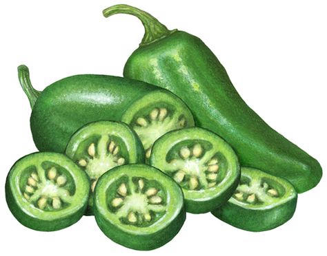 Peppers Illustrations Available for Stock Use Jalapeno Illustration, Jalapeno Drawing, Green Jalapeno, Vegetable Drawing, Watercolor Food Illustration, Jalapeno Pepper, Mexican Salsa, Jalapeno Peppers, Canning Labels