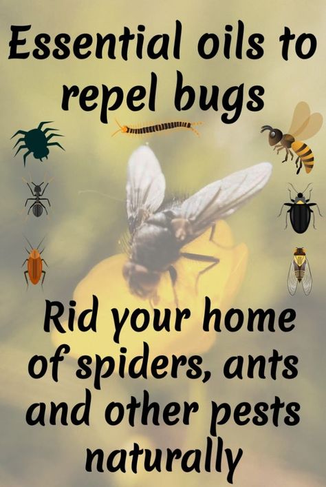 Essential Oils For Bugs In House, Wasp Repellent Essential Oils, Essential Oils Ants, Essential Oil Bug Repellent, Homemade Bug Repellent, Essential Oil Bug Spray, Essential Oil Spray Recipes, Diy Mosquito Repellent, Ant Spray