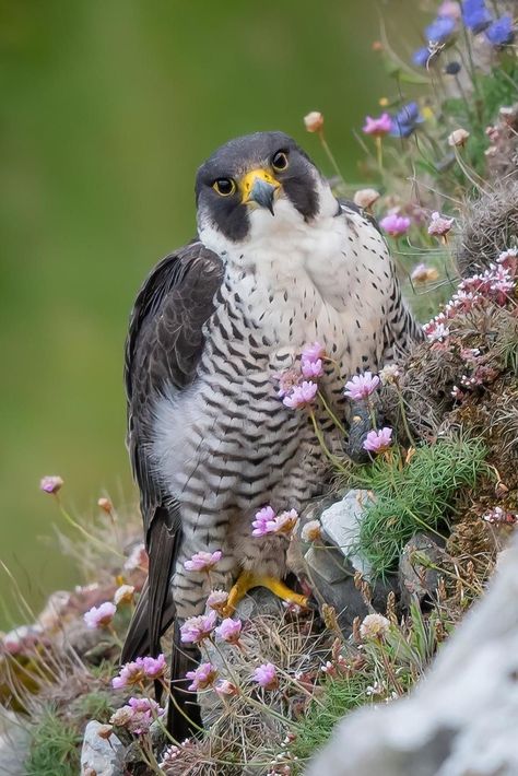 Peregrine Falcon Photography, Peregrine Falcon Aesthetic, Friend Vibes, Falcon Art, Totem Animals, Raptors Bird, Hawk Bird, Tattoo Reference, Wild Animals Pictures