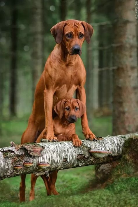 185+ Perfect Rhodesian Ridgeback Dog Names 2020 8 Rhodesian Ridgeback Puppy, Ridgeback Rhodesian, Rodhesian Ridgeback, Ridgeback Puppies, Ridgeback Puppy, Rhodesian Ridgeback Puppies, Ridgeback Dog, Rhodesian Ridgeback Dog, Big Dog Breeds