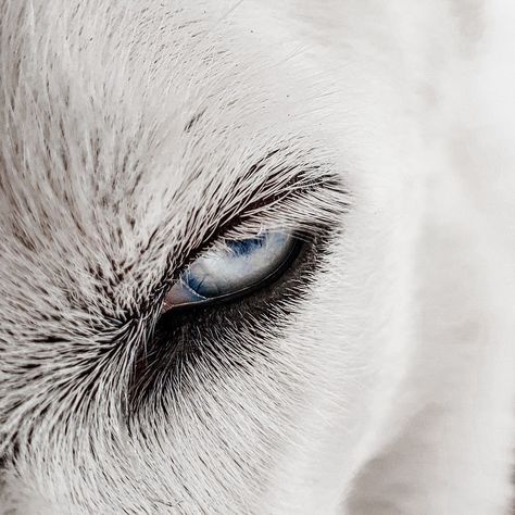 White Wolf Aesthetic Blue Eyes, Albino Wolf Aesthetic, Winter Wolf Aesthetic, Arctic Wolf Aesthetic, Silver Wolf Aesthetic, Blue Wolf Aesthetic, White Wolf Blue Eyes, White Wolf Pup, White Wolf Aesthetic