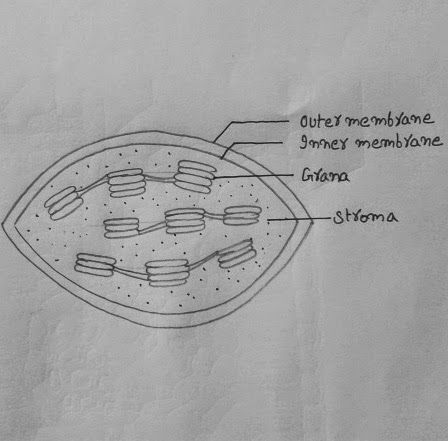 Chloroplast Drawing, Chloroplast Diagram, Drawing Biology, Tutorials On Drawing, Bio Project, Biology Diagrams, Cell Diagram, Medical Drawings, Organization Notes