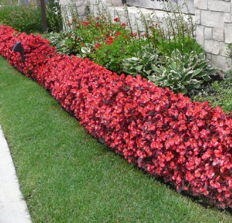 Begonia border.  LOVER Wax Begonias, Flower Bed Designs, Small Front Yard Landscaping, Front Yard Garden Design, Garden Shrubs, Landscape Concept, Front Yard Garden, Garden Edging, Front Yard Landscaping Design