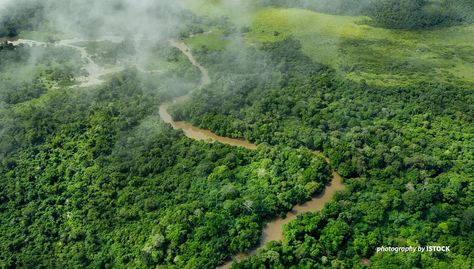 COP27: Conserving the Congo Basin Rainforest to Benefit the Globe | African Wildlife Foundation Congo Basin, Congo Basin Rainforests, Congo Rainforest, Amazon Rainforest Deforestation, Quinault Rainforest, Nature And People, Amazon Rainforest Biodiversity, Biodiversity Loss, Natural Resource Management