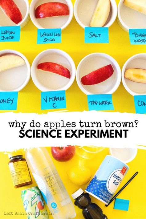 Policy Apple Science Experiments, Apple Science, Elementary Science Fair Projects, Science Fair Experiments, Fun Experiments For Kids, Cool Science Fair Projects, Elementary Stem Activities, Brain Craft, Stem Experiments