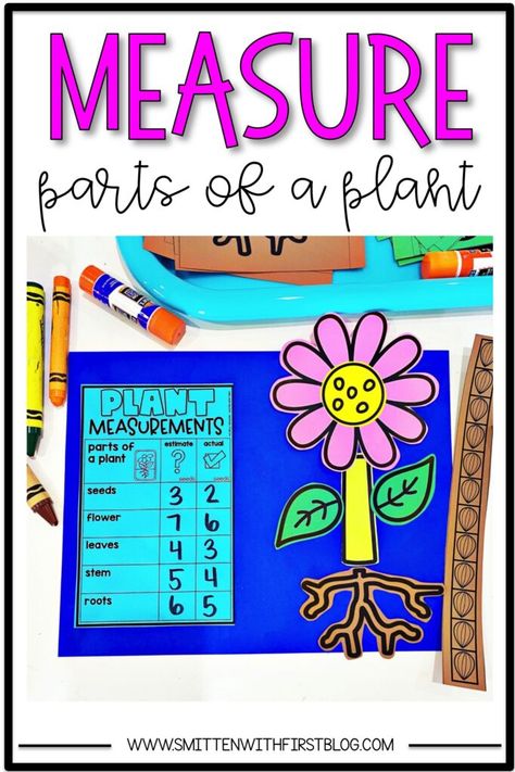 Plant Activities for Kindergarten, 1st Grade, 2nd Grade Measurement Activities For Kindergarten, Plant Activities For Kindergarten, Classifying Plants, Nonstandard Measurement, Plants Unit, Plant Activities, Hallway Displays, Measurement Activities, Activities For Kindergarten