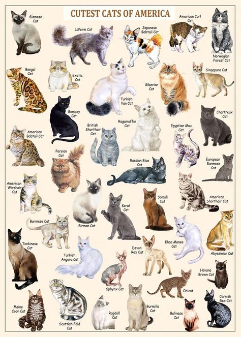 PRICES MAY VARY. 1000 Piece Puzzles For Adults Cats: PICKFORU Cat puzzle comes with an exquisite packing box and a high-resolution vintage kitty cat poster. size: 27.5 x 19.7 inches. Cat Collections: This vintage puzzle cats is a collection of cute cat breeds featuring 40 types of cats like siamese cat and ragdoll cat. This cat jigsaw puzzles 1000 pieces shows the charm and uniqueness of different kitten types! Excellent Workmanship: The jigsaw puzzles of cats is made of three-layer cardboard an Vintage Puzzle, Jigsaw Puzzles 1000, Puzzles For Adults, Cat Puzzle, Types Of Cats, Cute Cat Breeds, Kinds Of Cats, Warrior Cat, Cute Cats And Dogs