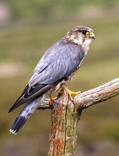 MERLIN: Merlins are small, fierce falcons that use surprise attacks to bring down small songbirds and shorebirds.  Wild About Birds Nature Center in Layton, Utah sells everything to do with your backyard birds and also offer tours on the Deseret Ranch, which is home to over 100 species of birds!  For more information, go to http://wildaboutbirdsnaturecenter.com or call 801-779-BIRD. Merlin Falcon, British Birds Of Prey, Merlin Bird, Bird Pics, Raptors Bird, Coastal Birds, British Birds, Bird Migration, Wild Kingdom