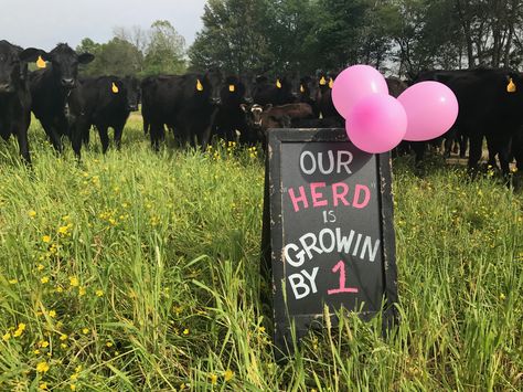 Baby Gender Reveal with cows Gender Reveal Ideas With Cows, Gender Reveal Farm Theme, Cow Maternity Pictures, Cow Pregnancy Announcement, Cow Theme Gender Reveal, Cow Baby Announcement, Farm Gender Reveal Ideas, Cow Themed Gender Reveal, Cow Gender Reveal Ideas