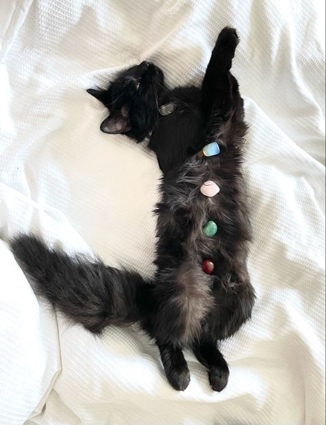 Black Cat With Crystals, Cat Manifesting, Cats With Crystals, Cat With Crystals, Cats And Crystals, Cat Crystals, Mystical Cat, Crystal Cat, Pets 3