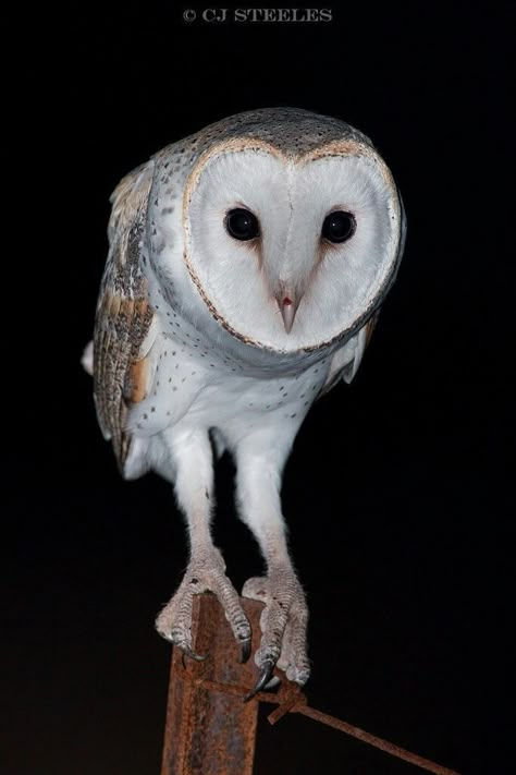 Barn Owl Aesthetic, Owl Reference, Scary Owl, Owl Photography, Barn Owls, 8bit Art, Owl Pictures, Gray Owl, White Owl