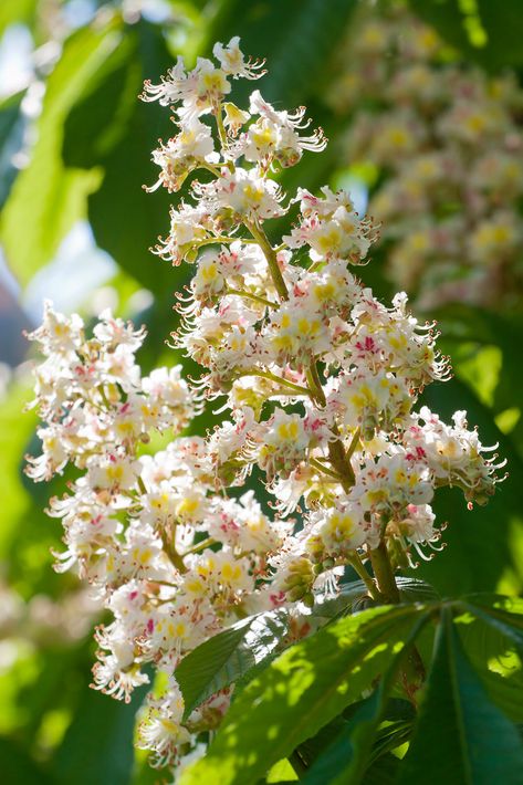 Chestnut Flower, Chestnut Tree, Chestnut Trees, Interior Plants, Portrait Art, Wonders Of The World, Chestnut, Art Style, Trees