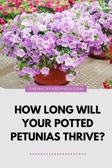 Petunias can brighten any space, but what's their longevity? In this guide, we’ll explore how long these lovely flowers can thrive in pots and share essential care tips. Keep your petunias blooming beautifully all season! Petunia Plant, Petunia Flower, Winter Outdoors, Zone 9, Backyard Fire, Growing Seeds, Fire Pit Backyard, Organic Matter, Bedding Plants