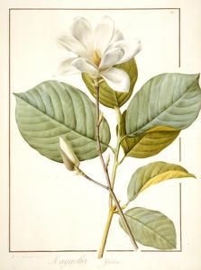 Magnolia Yulan, Magnolia Denudata, 1812 (W/C and Bodycolour over Traces of Graphite on Vellum) by Pierre Joseph Redoute Yulan Magnolia, Magnolia Denudata, Illustration Botanique Vintage, Botanical Illustration Vintage, Floral Drawing, Magnolia Flower, Flower Clipart, Background Vintage, Vintage Botanical