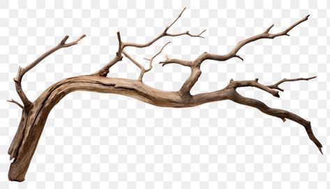 Wood Png, Branch Tree, Dry Branch, Dead Tree, Driftwood Branch, Tree Tree, Wood Sticks, Tree Bark, Tree Branch