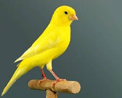 Canario amarillo | 🐦El pájaro canario domestico Canary Birds, Bird Aviary, Most Beautiful Birds, Kinds Of Birds, Nature Birds, Yellow Bird, Bird Pictures, All Birds, Exotic Birds