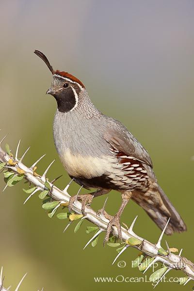 Gambel's quail in ocotillo. Sonoran Desert - Arizona - My sister just moved to Arizona & said these interesting birds are running all over. Gambels Quail, Arizona Birds, Interesting Birds, California Quail, Gamebirds, Desert Arizona, Sonora Desert, List Of Birds, Quails