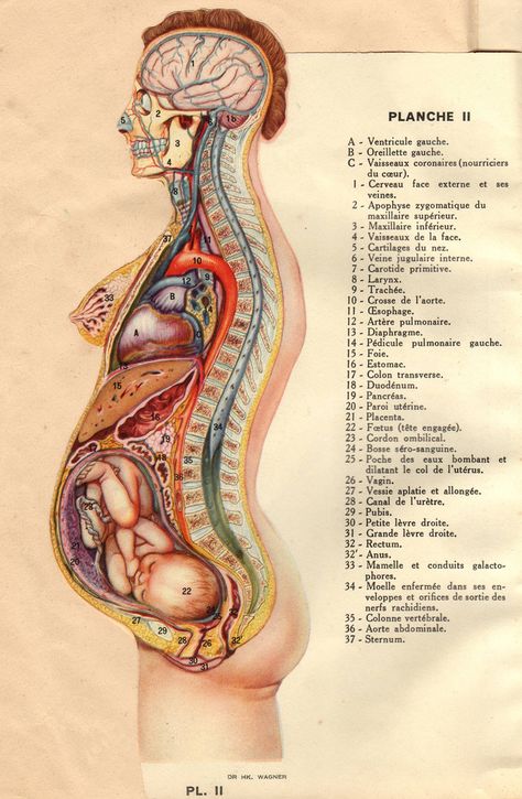 Anatomy of woman with child #Constellatio Pre Med, Medical Assistant, Scientific Illustration, Medical Illustration, Medical Education, Anatomy And Physiology, Medical Information, Antique Maps, The Human Body