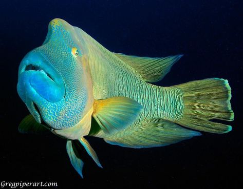 Napoleon Wrasse, Siren's Lament, Diving Photography, Underwater Ocean, Fish Face, Discus Fish, Deep Sea Creatures, Green Ocean, Marine Fish