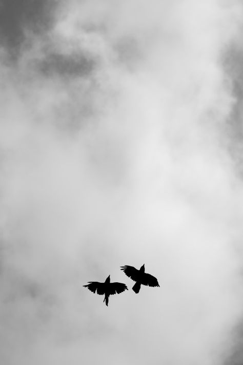 الفن الرقمي, Flying Birds, Minimalist Photography, Two Birds, Trik Fotografi, Black And White Aesthetic, Dark Photography, White Aesthetic, Sky Aesthetic