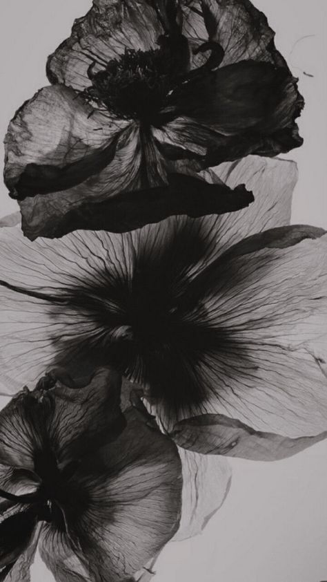 Bvb Wallpaper, Whats Wallpaper, Flowers Fashion, Inspiration Pics, Dark Flowers, Iphone Wallpaper Photos, Iphone Wallpaper Themes, Black And White Wallpaper, Black Flowers