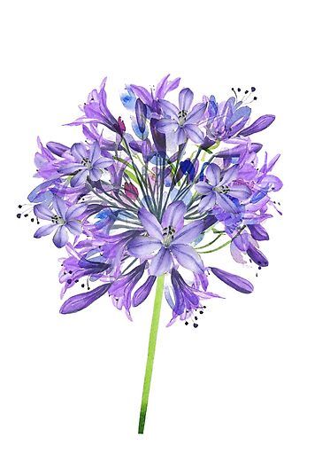 Illustration of blossoming agapanthus also know as Lily of the Nile. Lily Of The Nile Flower, Agapanthus Tattoo, Lily Of The Nile, Agapanthus Africanus, Leaves Watercolor, Hummingbird Tattoo, Flower Paintings, Botanical Poster, The Nile