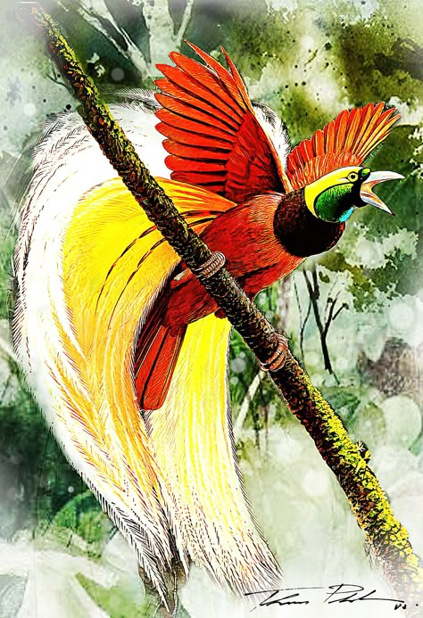 Neo Art Mixed Media, Water Color Art. 05-21-2021 The greater bird-of-paradise Cendrawasih Art, Melanesian People, Block Quilting Designs, Tattoos Birds, Birds Drawings, Greater Bird Of Paradise, Paradise Images, Bird Of Paradise Tattoo, Stone Animals