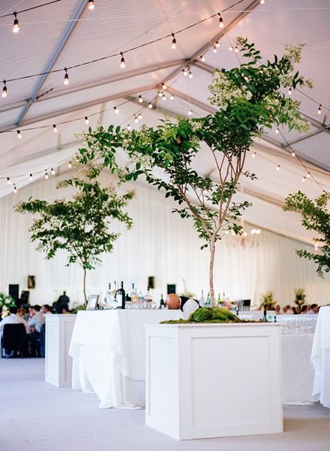 Wedding Decor With Trees, Trees Wedding Reception, Trees For Wedding Decor, Tree In Wedding Reception, Trees Wedding, Trees In Wedding Reception, Inside Wedding Tent Decor, Wedding Trees Indoor, Wedding With Trees Inside