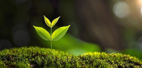 Photo small tree growing with sunshine i... | Premium Photo #Freepik #photo #plant-grow #plant-growth #growing-tree #seedling Tree Growing, Facebook Cover Photos, Growing Tree, New Growth, Plant Growth, Small Trees, Horticulture, Premium Photo, Cover Photos