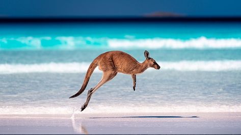 Kangaroo Jumps, Australian Beach, Australia Animals, Bay View, Australian Animals, Most Beautiful Beaches, Room Decorations, Lovely Print, Western Australia