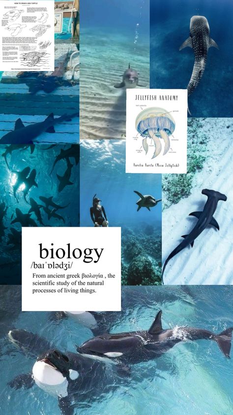 Marine biology 🤙🏻🪼🌊🩵 Marine Biology Student, Marine Veterinarian Aesthetic, Marine Biology Aesthetic Photos, Marin Biology, Marine Biologist Aesthetic, Marine Biology Aesthetic, Summer Hobbies, Biology Books, Oceanography Marine Biology