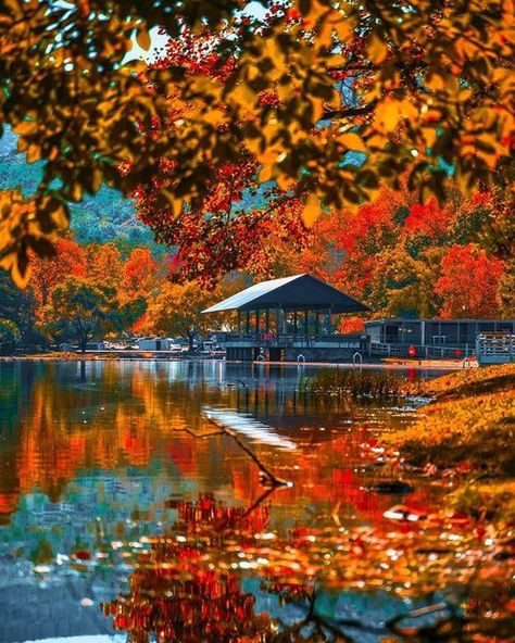 Spectacular globe on Instagram: "Someone forgot their leaves 🍁 at Vogel state park Georgia, United States of America 🇺🇸 🧛🏻 DM if the leaves are yours? Photo 📸 @joe_tatum_photo Follow @joe_tatum_photo he has been truly killing it this season with leaf 🍂 photos it’s been unreal 👻🔥🍂 Recommended @philipwyant44 @fitby.sandi @daniel_kaufman_photography @tianalynn67 @connors_perceptions @truthisyoumatter @reclaiming_a_dream @alexd_vt #earthpix #earthfocus #discoverearth #whitemountains #beaut Usa Mountains, Bird Landscape, Fog Forest, Golden Mountain, Pumpkins Diy, On Golden Pond, Fall Scenery, Spooky Fall, Leaves Falling