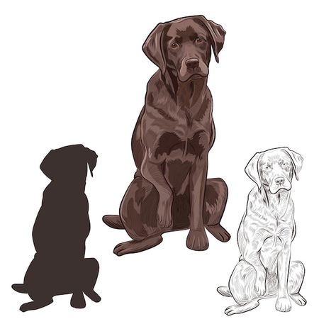 Yoga Dog Pose, Dog Walking Logo, Black Dogs Breeds, Labrador Silhouette, Brown Labrador, White Labrador, Paw Logo, Labrador Art, Chocolate Labrador Retriever